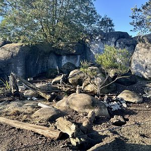 Slender-tailed Meerkat Exhibit