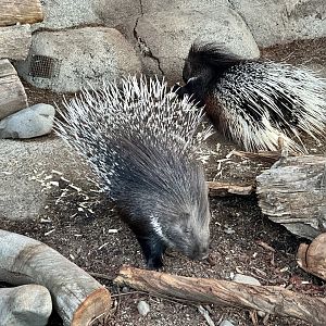 North African crested porcupine (Hystrix cristata)