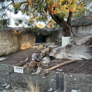 North African Crested Porcupine Exhibit