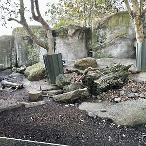 South African Crested Porcupine Exhibit