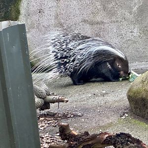 South African crested porcupine (Hystrix africaeaustralis)