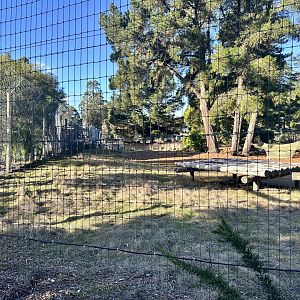 Main Lion Exhibit (Kiara’s Pride)