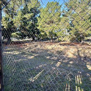 Main Lion Exhibit (Kiara’s Pride)