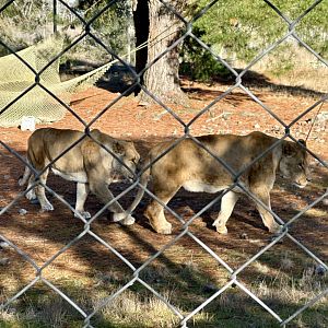 African Lions (Brothers)