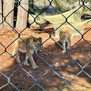 African Lions (Brothers)