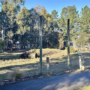 Small Lion Exhibit (Priscilla’s Pride)