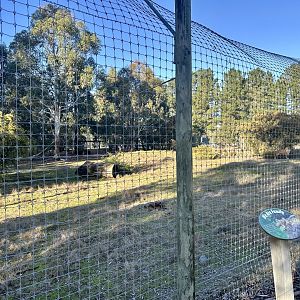 Small Lion Exhibit (Priscilla’s Pride)