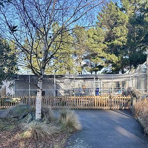 African Lion Cage Block