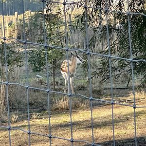 Springbok (Antidorcas marsupialis)