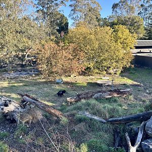 Tasmanian Devil Exhibit