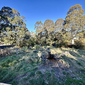 Tasmanian Devil Exhibit