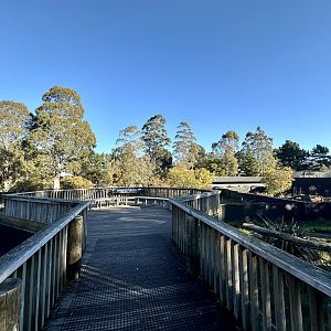 Tasmanian Devil Panorama