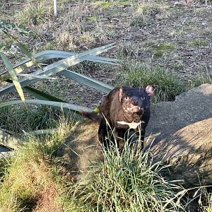 Tasmanian devil