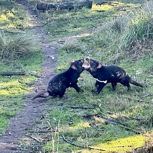 Tasmanian Devils Posturing