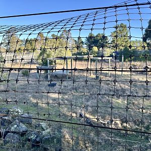 Sumatran Tiger Exhibit 1