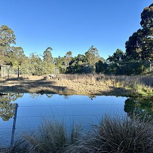 Sumatran Tiger Exhibit 1 (Pool)