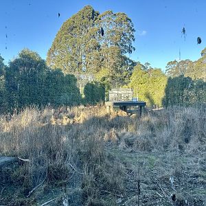 Sumatran Tiger Exhibit 2