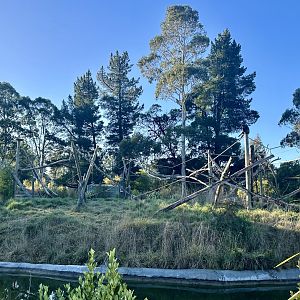 Spider Monkey Exhibit