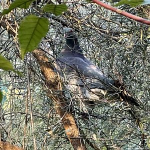 New Zealand pigeon (Hemiphaga novaeseelandiae)