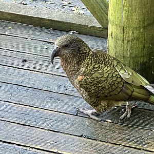 Kea (Nestor notabilis)