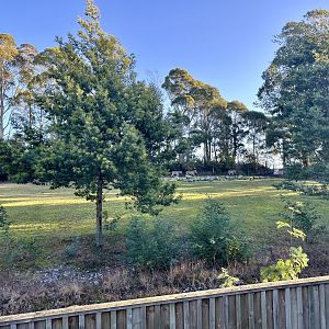 Plains Zebra Exhibit