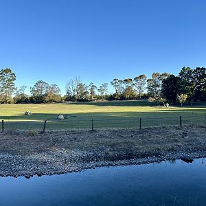 Southern White Rhinoceros Exhibit