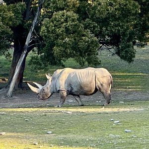 Southern white rhinoceros (Ceratotherium simum simum)
