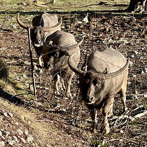 Asian water buffalo (Bubalus bubalis)