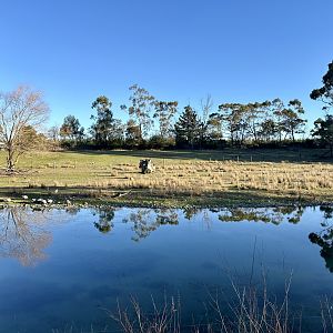 Asian Water Buffalo Exhibit