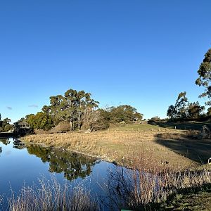 Asian Water Buffalo Exhibit