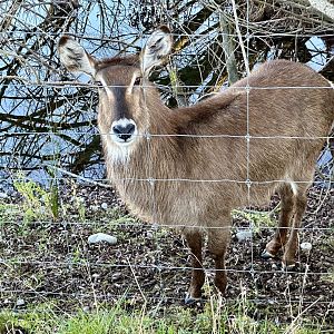 Waterbuck (Kobus ellipsiprymnus)