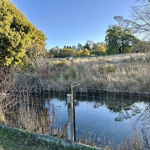 Main Cheetah Exhibit (Moat)
