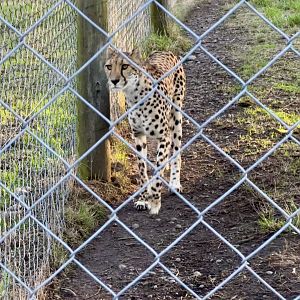 Cheetah (Acinonyx jubatus)
