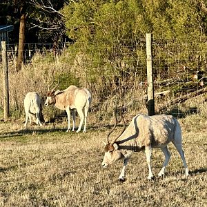 Addax (Addax nasomaculatus)
