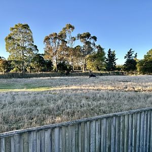 Lowland Nyala Exhibit 2