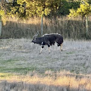 Lowland nyala (Tragelaphus angasii)