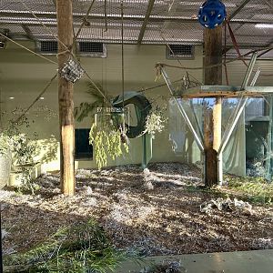 Great Ape Centre (Day Room)