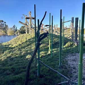 Great Ape Centre (Viewing Window)