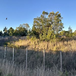 African Wild Dog Exhibit