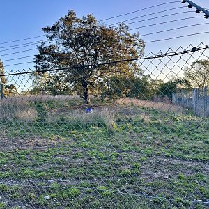 African Wild Dog Exhibit