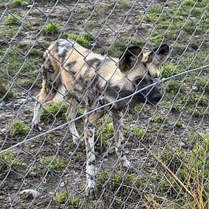African Wild Dog (Stalking Child)