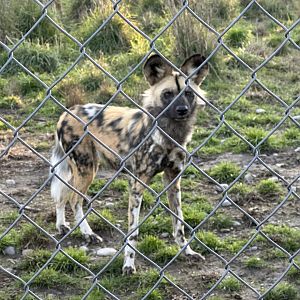 African Wild Dog (Alpha Female)
