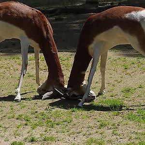 Video clip of Mhorr gazelles (Nanger dama mhorr) fighting, 2024-06-29