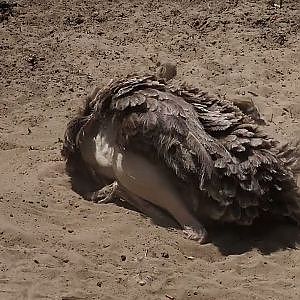 Video clip of Sand-bathing North African ostrich (Struthio camelus camelus), 2024-06-29