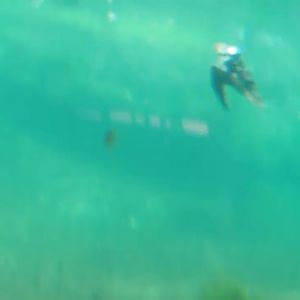 Video clip of Diving Atlantic puffins (Fratercula arctica), Bass Rock exhibit, 2024-06-29