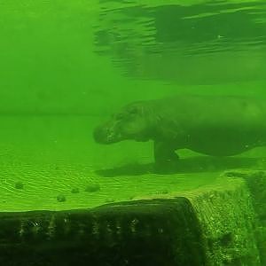 Video clip of Hippos underwater, 2024-06-23