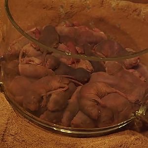 Video clip of Naked mole-rats (Heterocephalus glaber), 2024-06-23