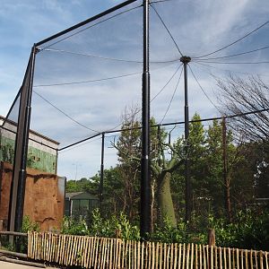 New African jungle aviary, opening in July, 2024-06-29