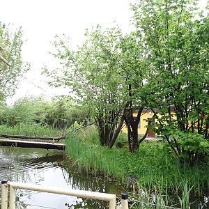 Gibbon House: Emperor tamrin outdoor enclosure