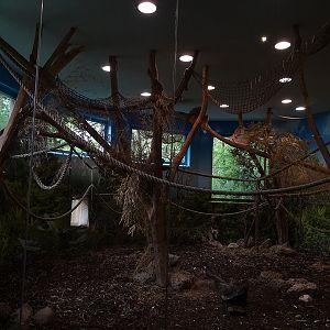 Gibbon House: Lar gibbon indoor enclosure
